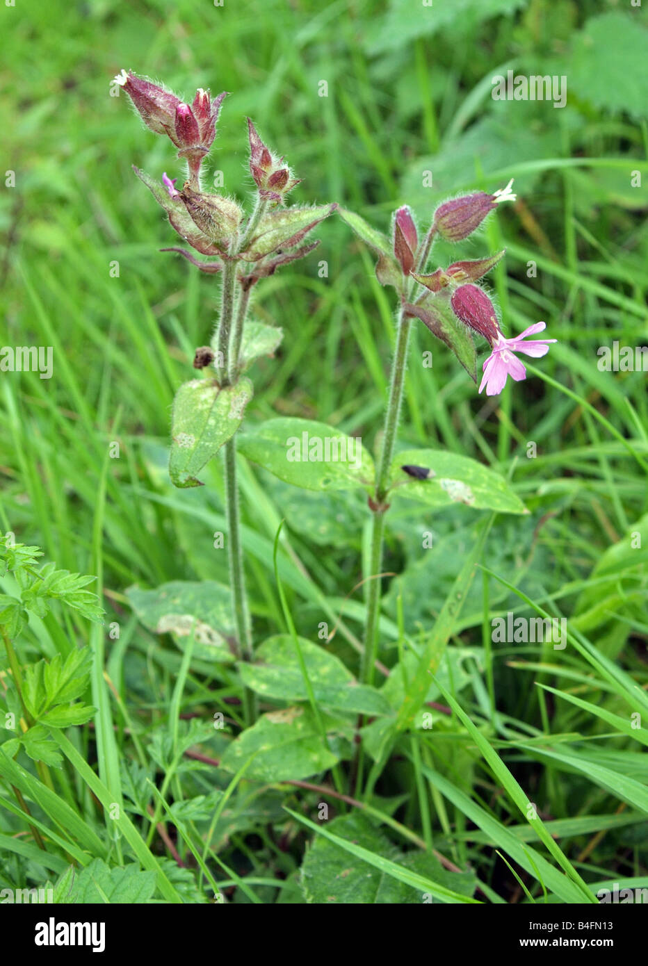 Great Willowherb. Epilobium hirsutum Stock Photo