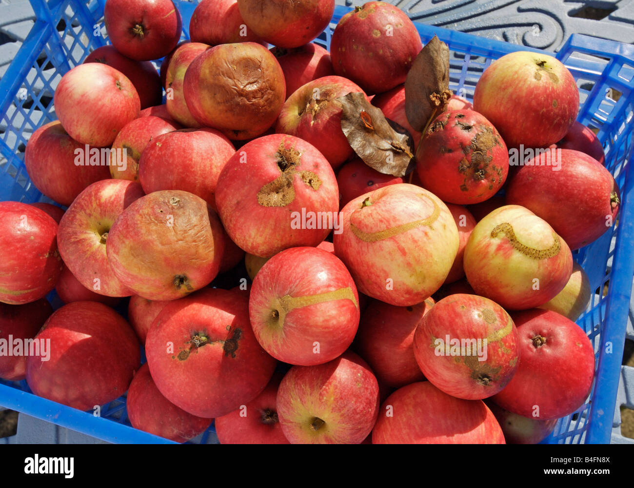 Diseased apples, with Sawfly, Scab and Brown rot Stock Photo