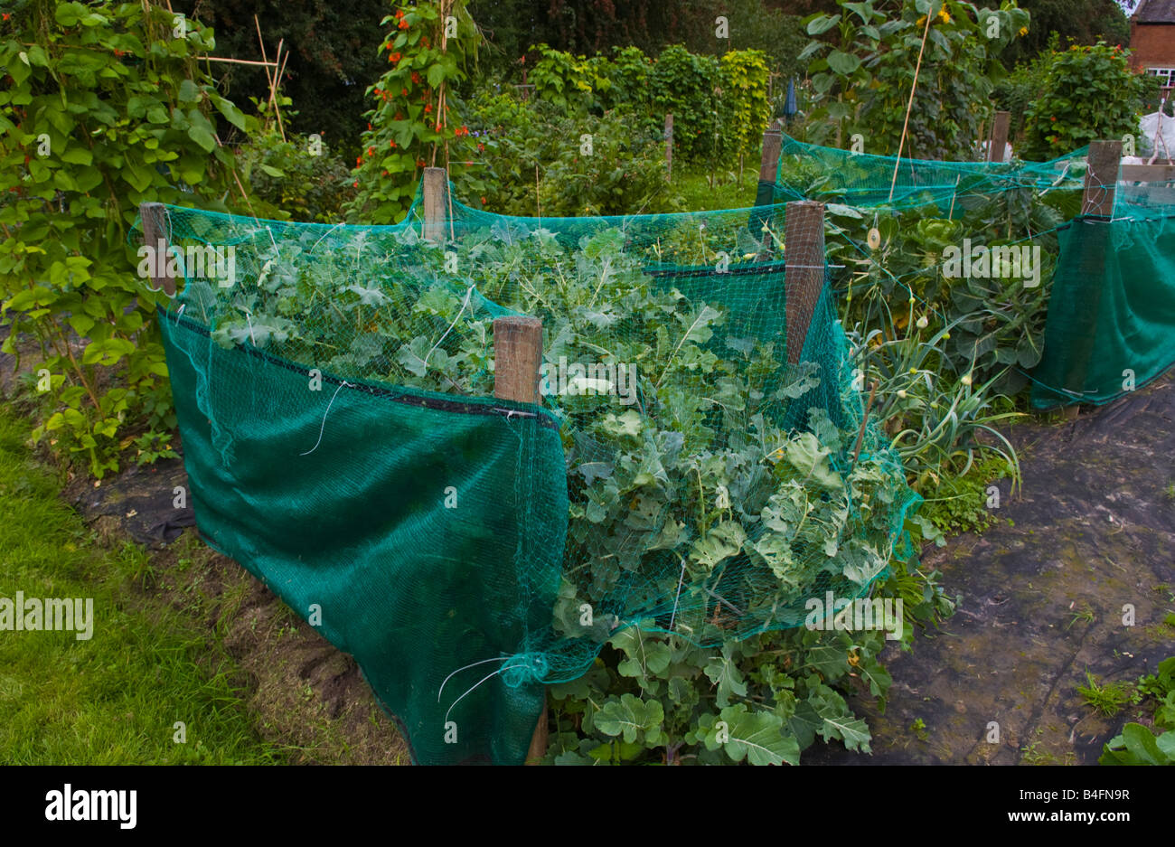 Netting brassica hires stock photography and images Alamy