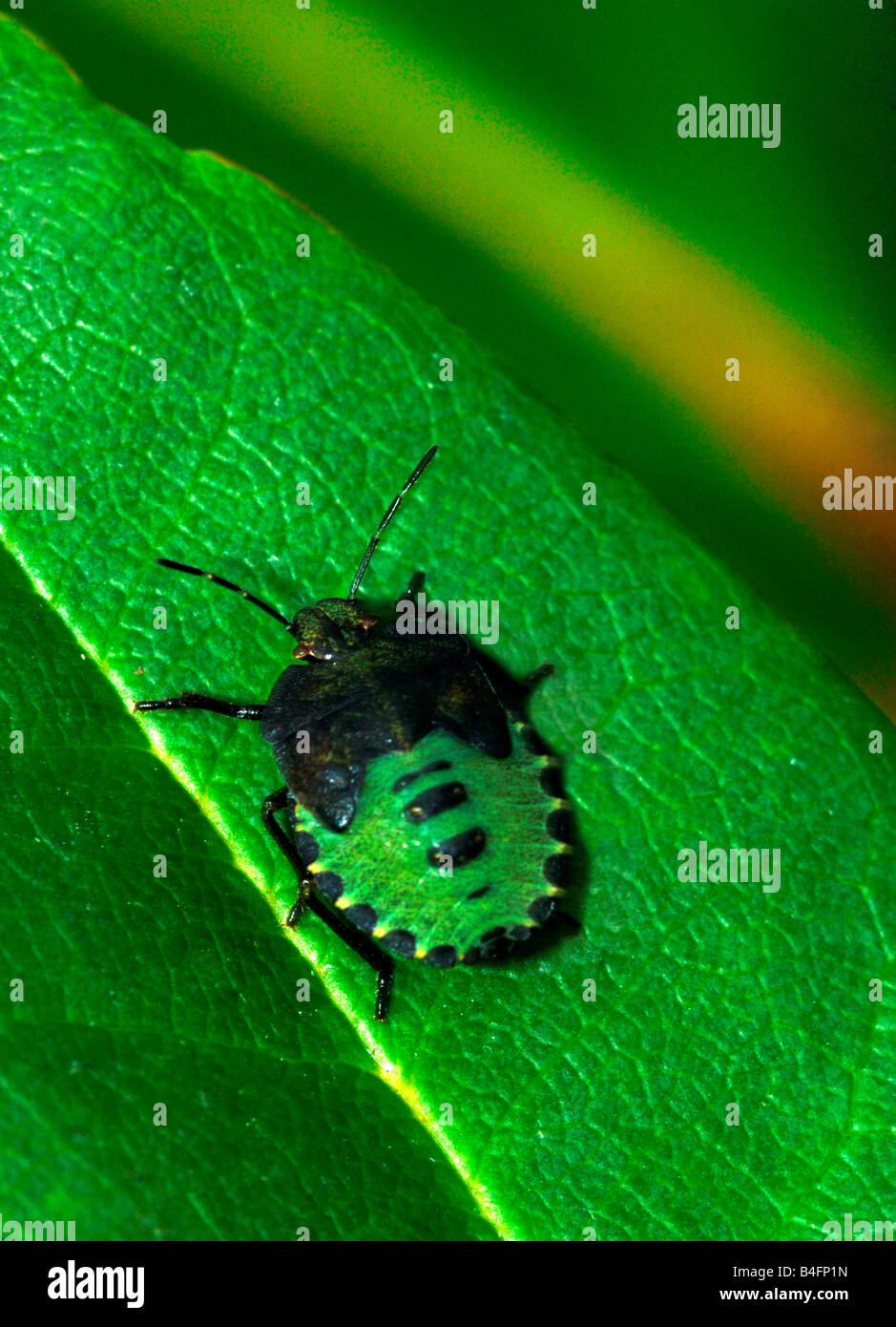 A Green Shield Bug (Palomena prasina). Stock Photo