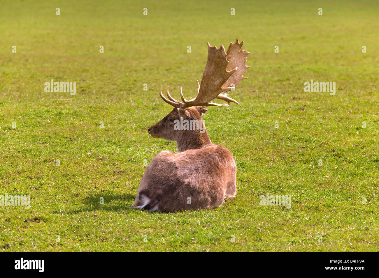 Fallow deer lying on some green grass Stock Photo