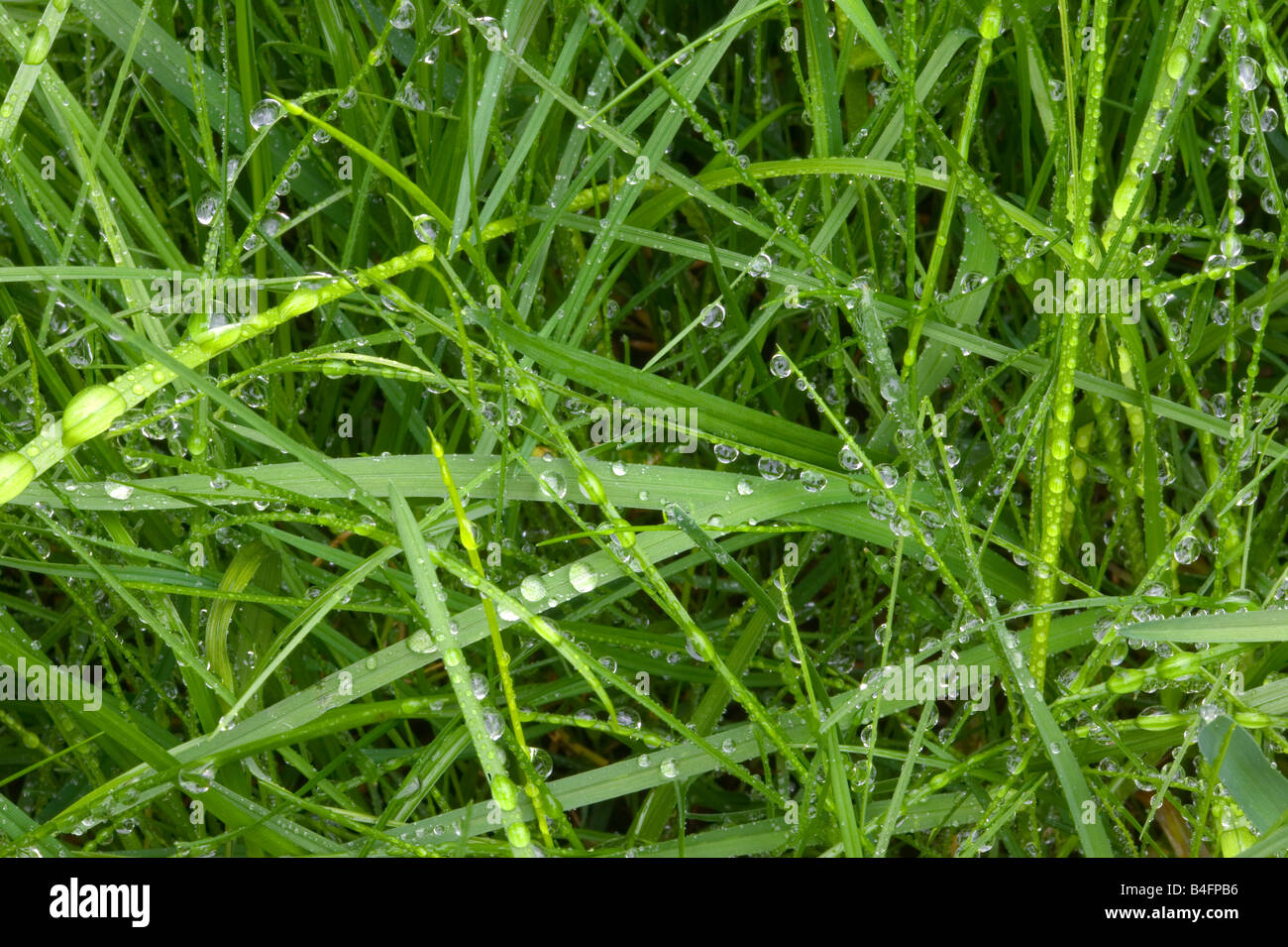Close up of droplets on wet green grass Stock Photo - Alamy