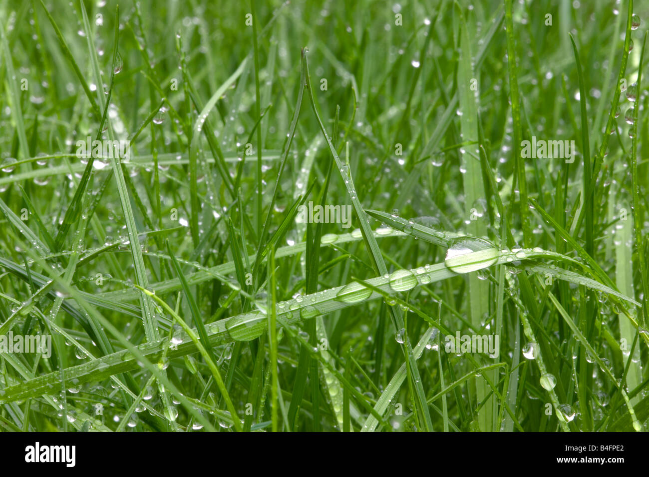 Wet green grass with water droplets on Stock Photo
