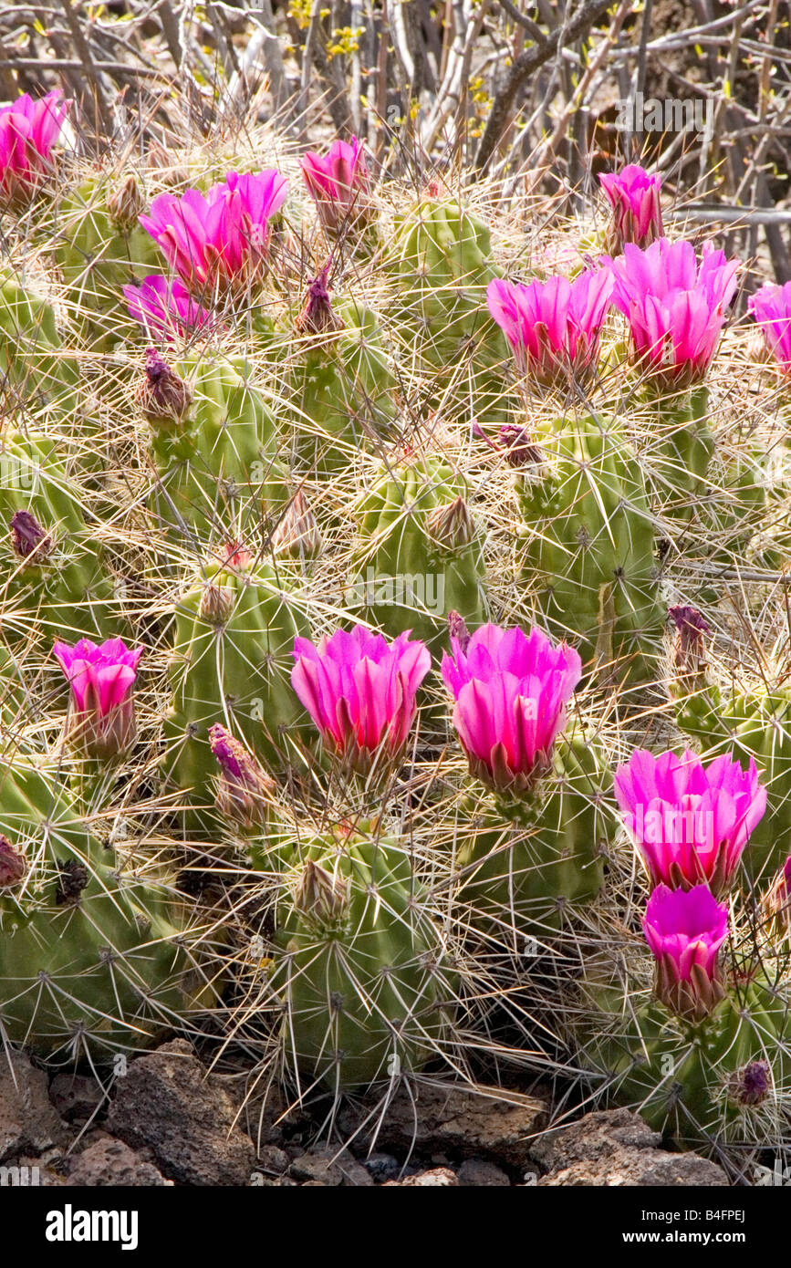 Pitaya Echinocereus enneacanthus var enneacanthus west Texas United States 15 April Plant and flower Cactaceae Stock Photo