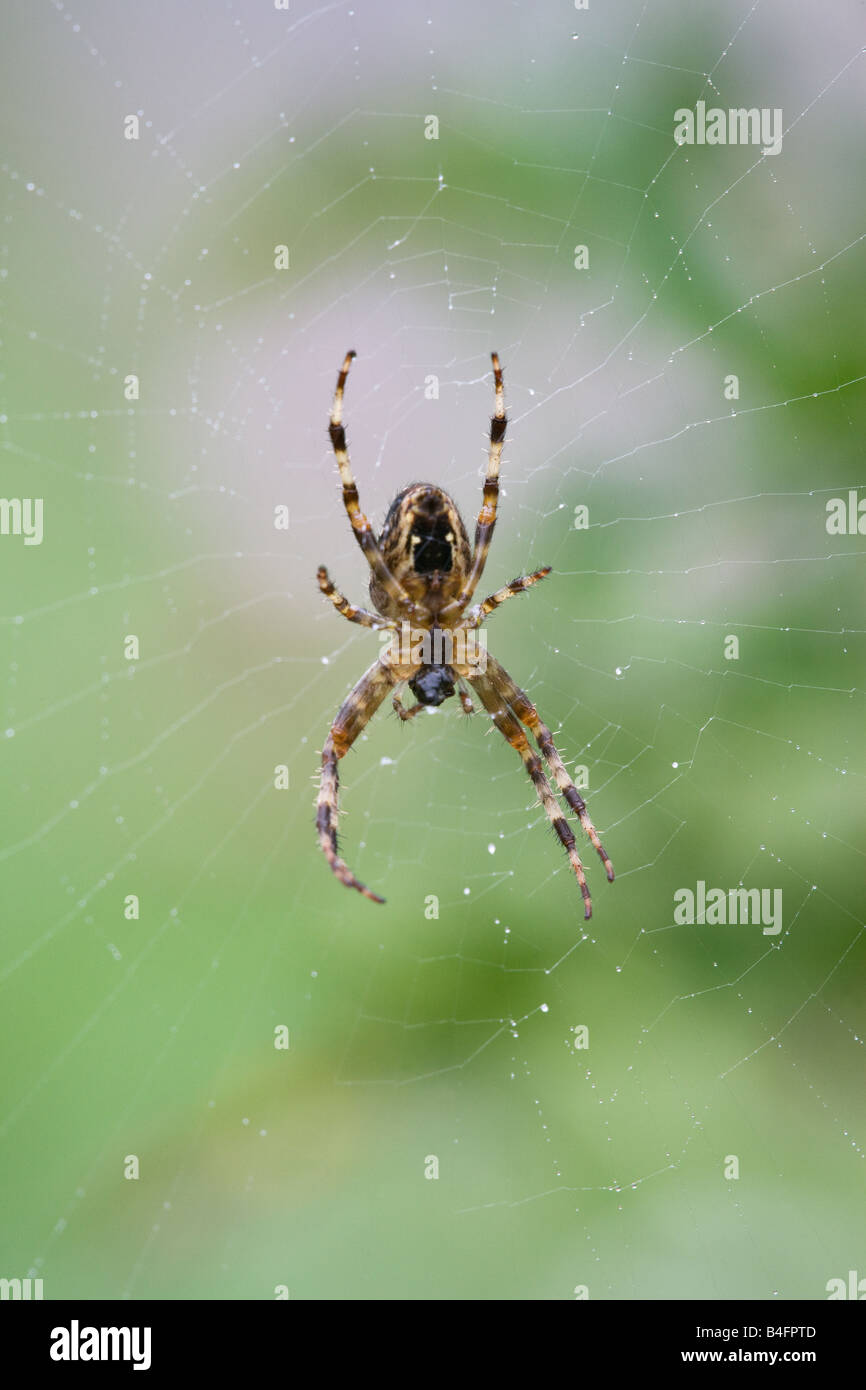 Garden Spider Araneus diadematus adult female on its web Stock Photo ...