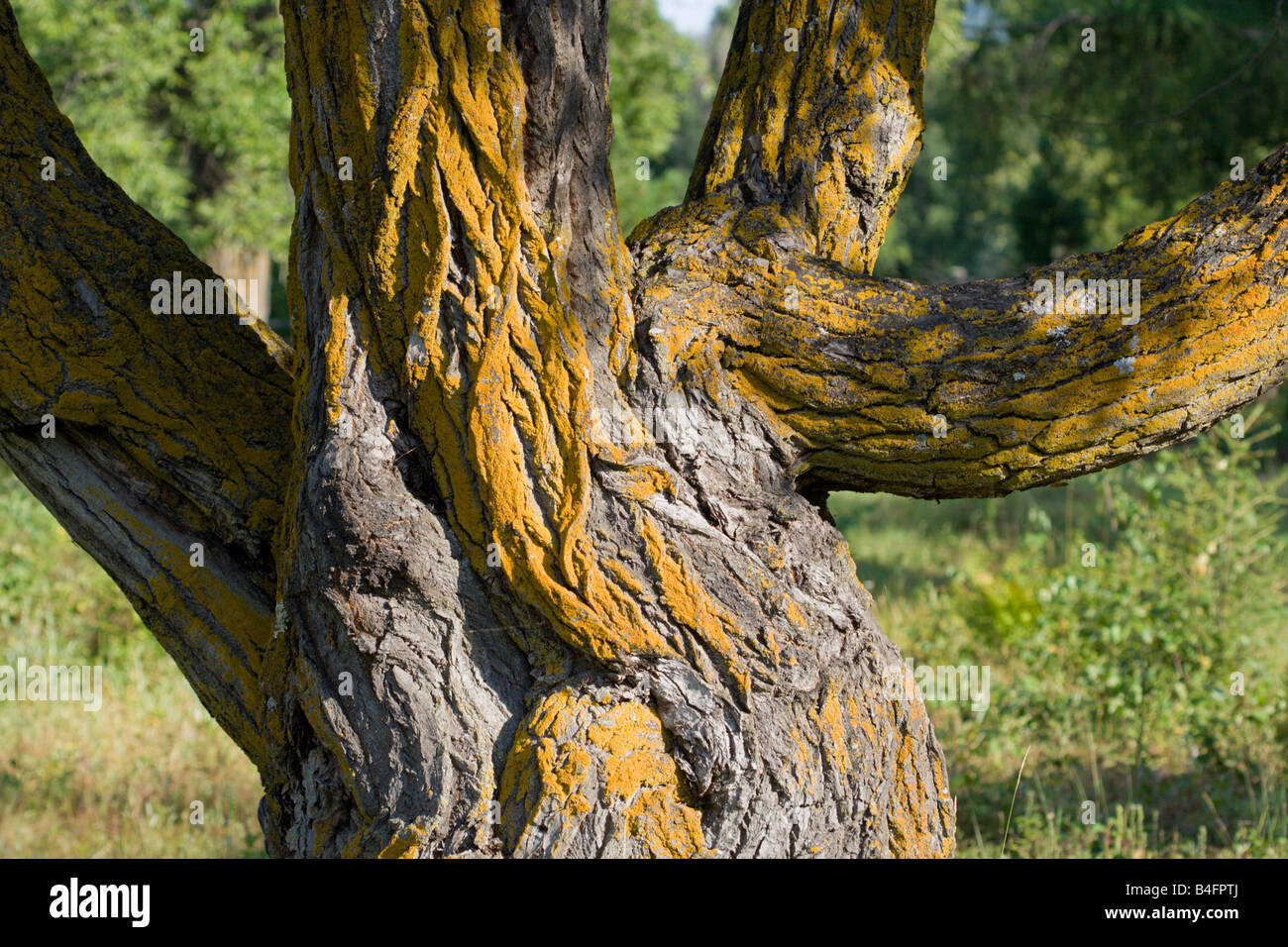 mighty willow tree Stock Photo Alamy