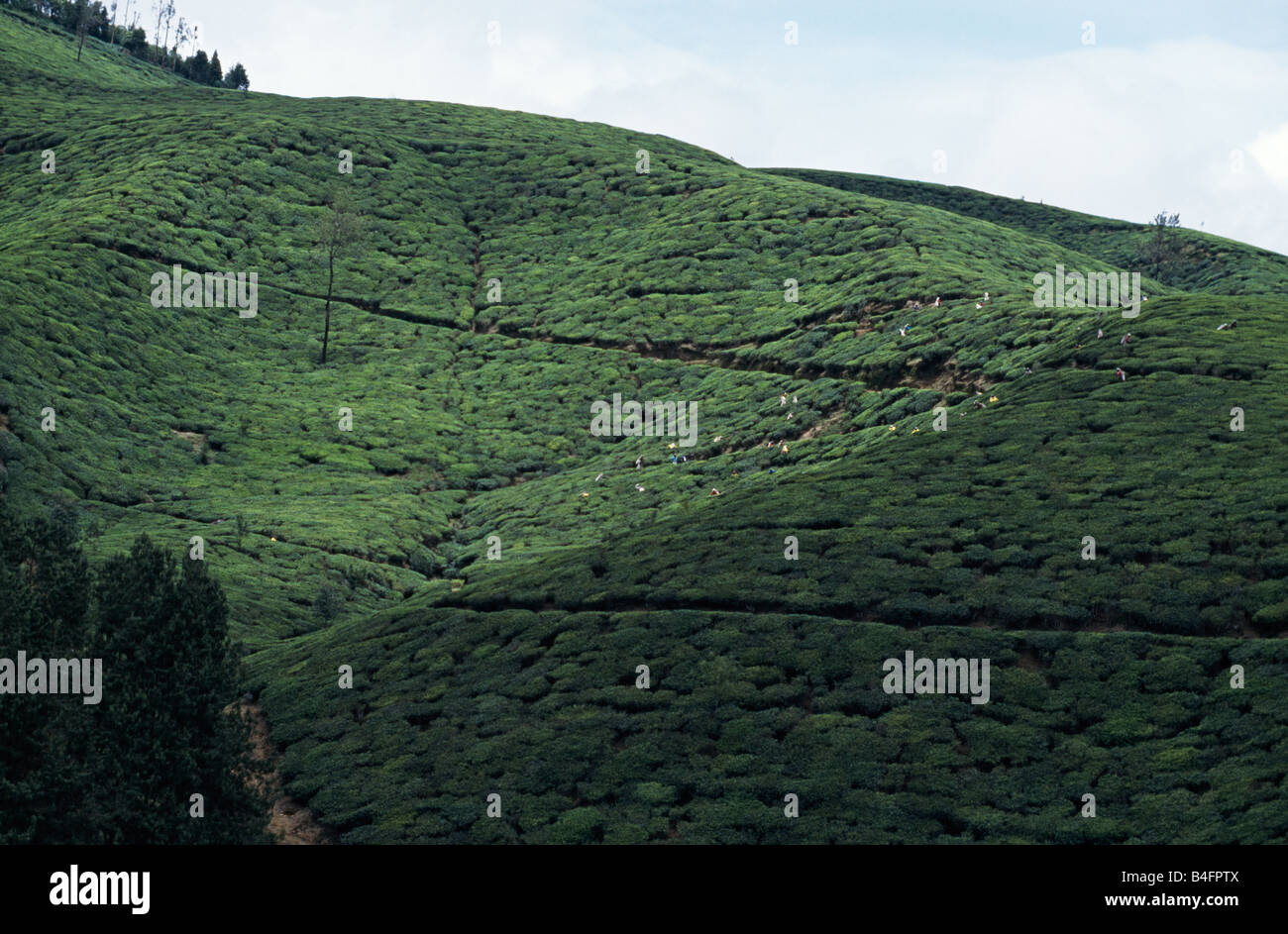 Tea plantation near Kandy in Sri Lanka. Stock Photo