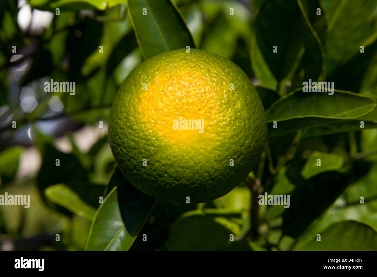 One satsuma hires stock photography and images Alamy