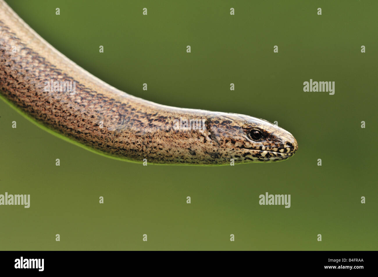 Slowworm (Anguis fragilis) Stock Photo