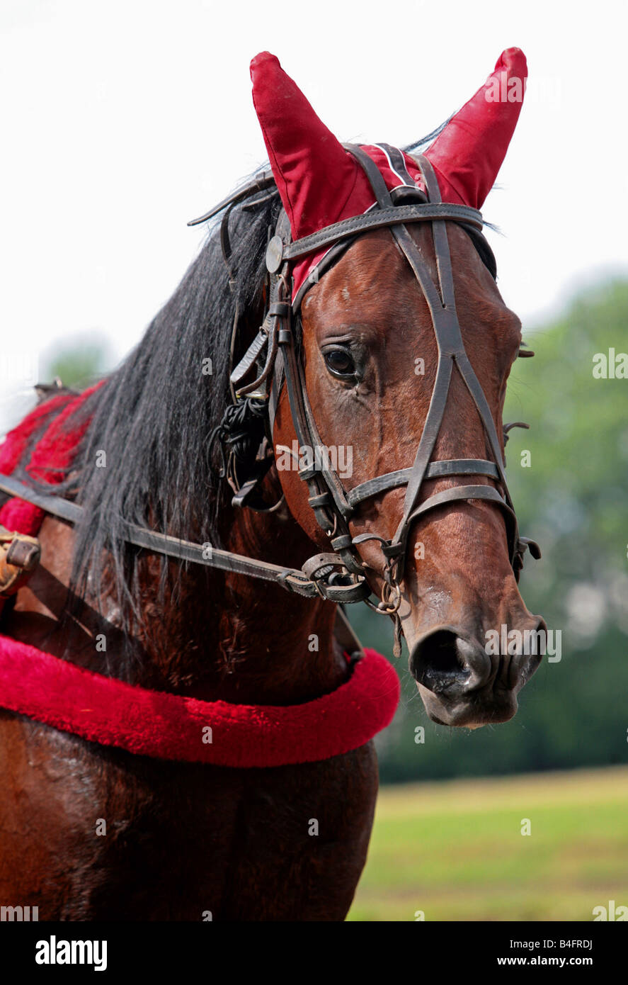 Head white horse harness hi-res stock photography and images - Alamy
