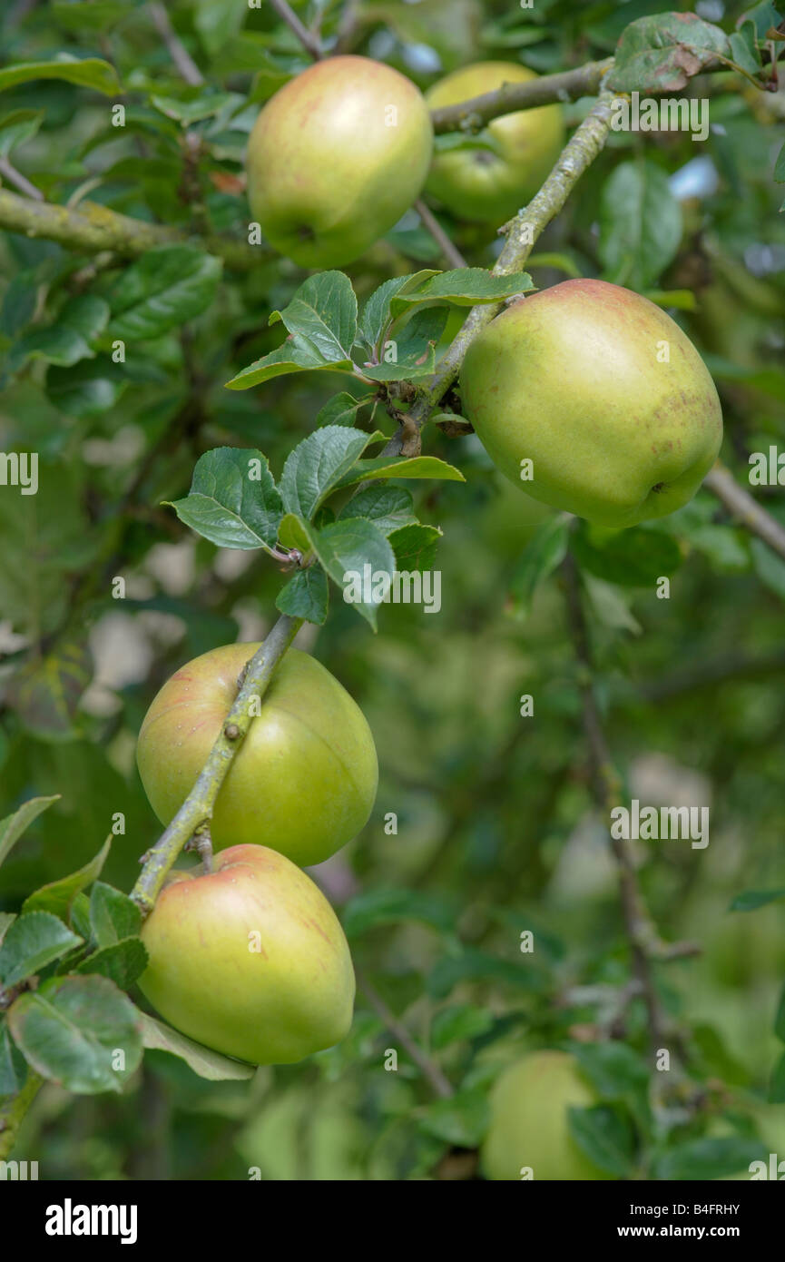 Wormsley Pippin apples growing in an English orchard Stock Photo