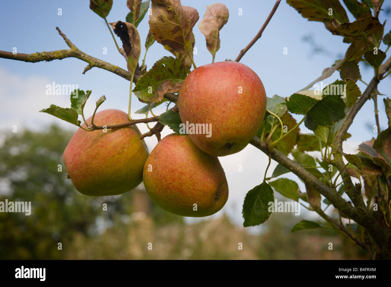 Apples Adams Pearmain  growing in an English orchard Stock Photo