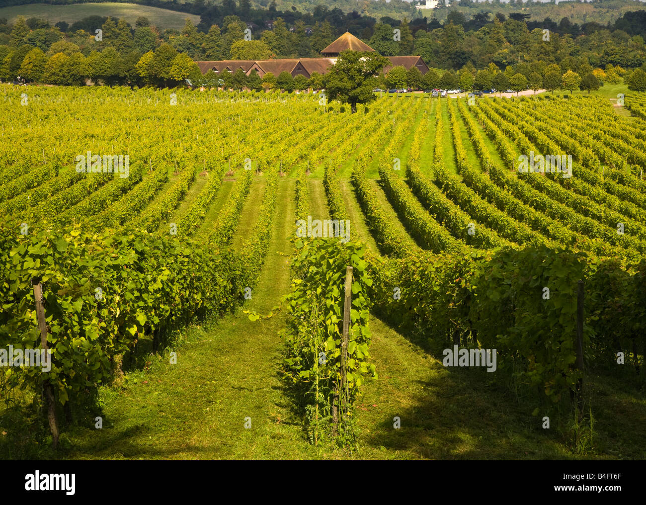 Denbies vineyard Dorking Surrey Stock Photo Alamy