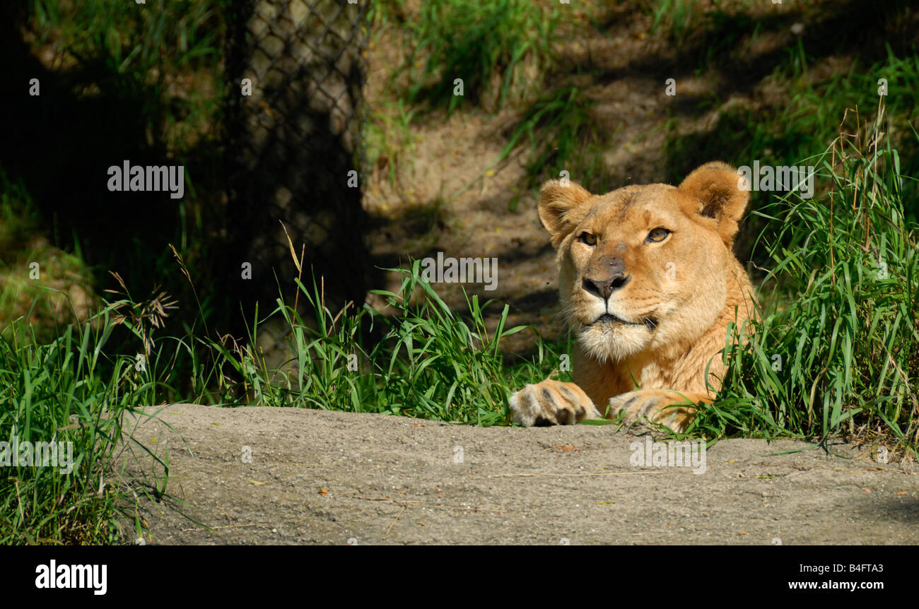 Captive african lion panthera hi-res stock photography and images - Alamy