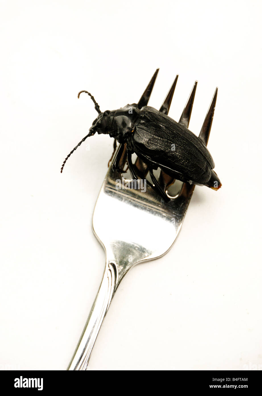 Fork Insect Large water bugs hi-res stock photography and images - Alamy