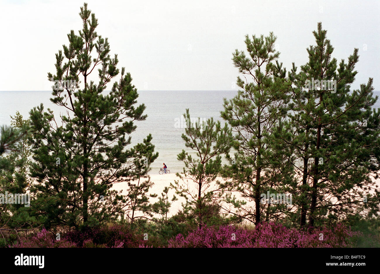 Pine trees against the Baltic Sea, Leba, Poland Stock Photo