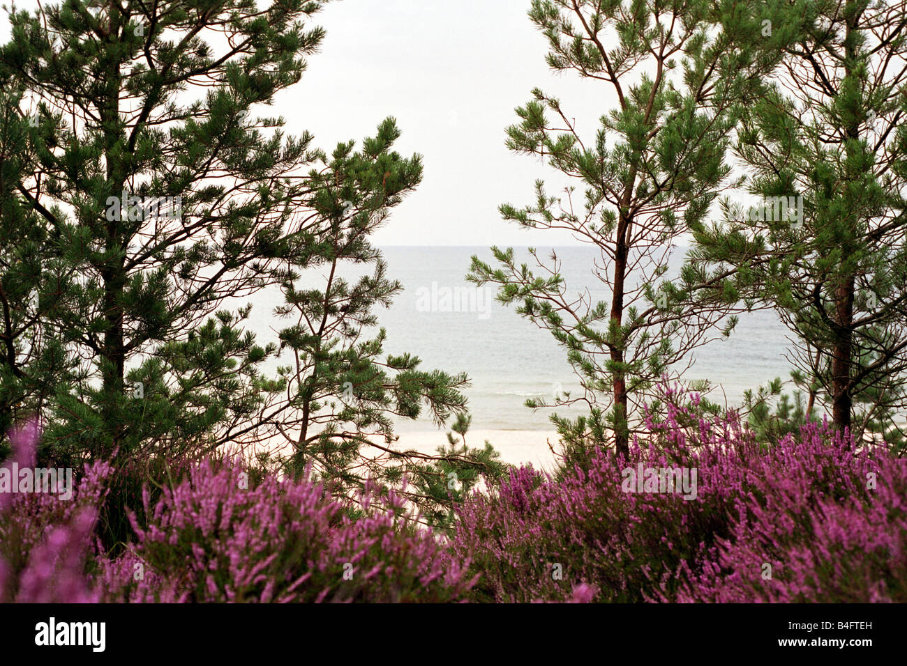 Pine trees and heather against the Baltic Sea, Leba, Poland Stock Photo