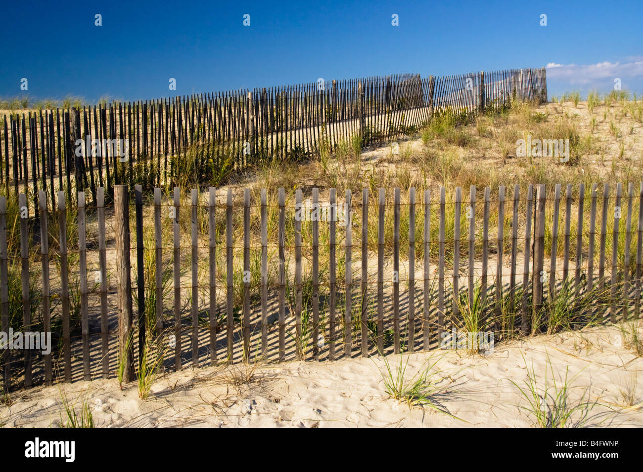 Dune Grass Planting On Long Beach Island New Jersey Www Buylbi Com Lbi Real Estate