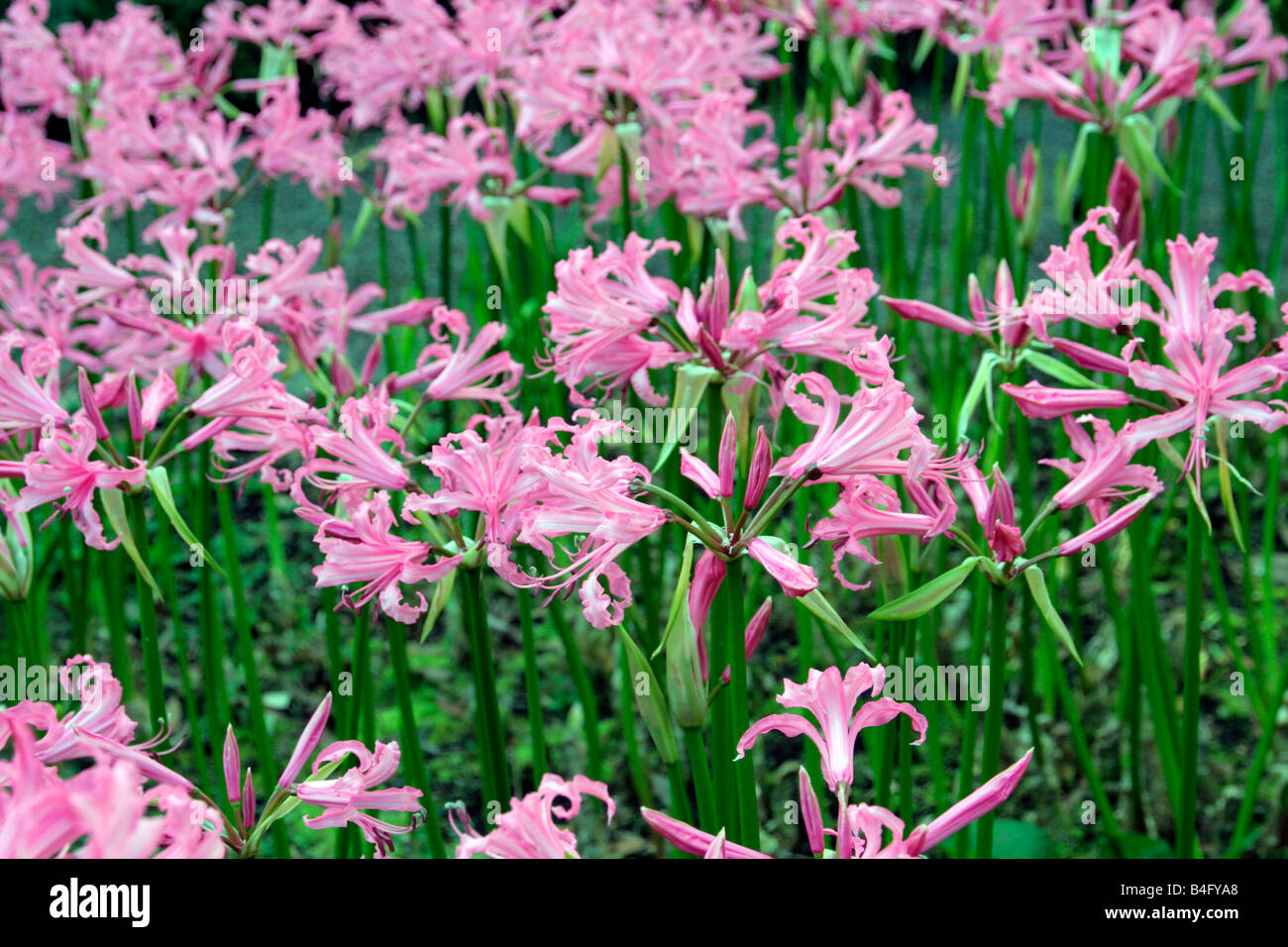 Nerine Mechanique