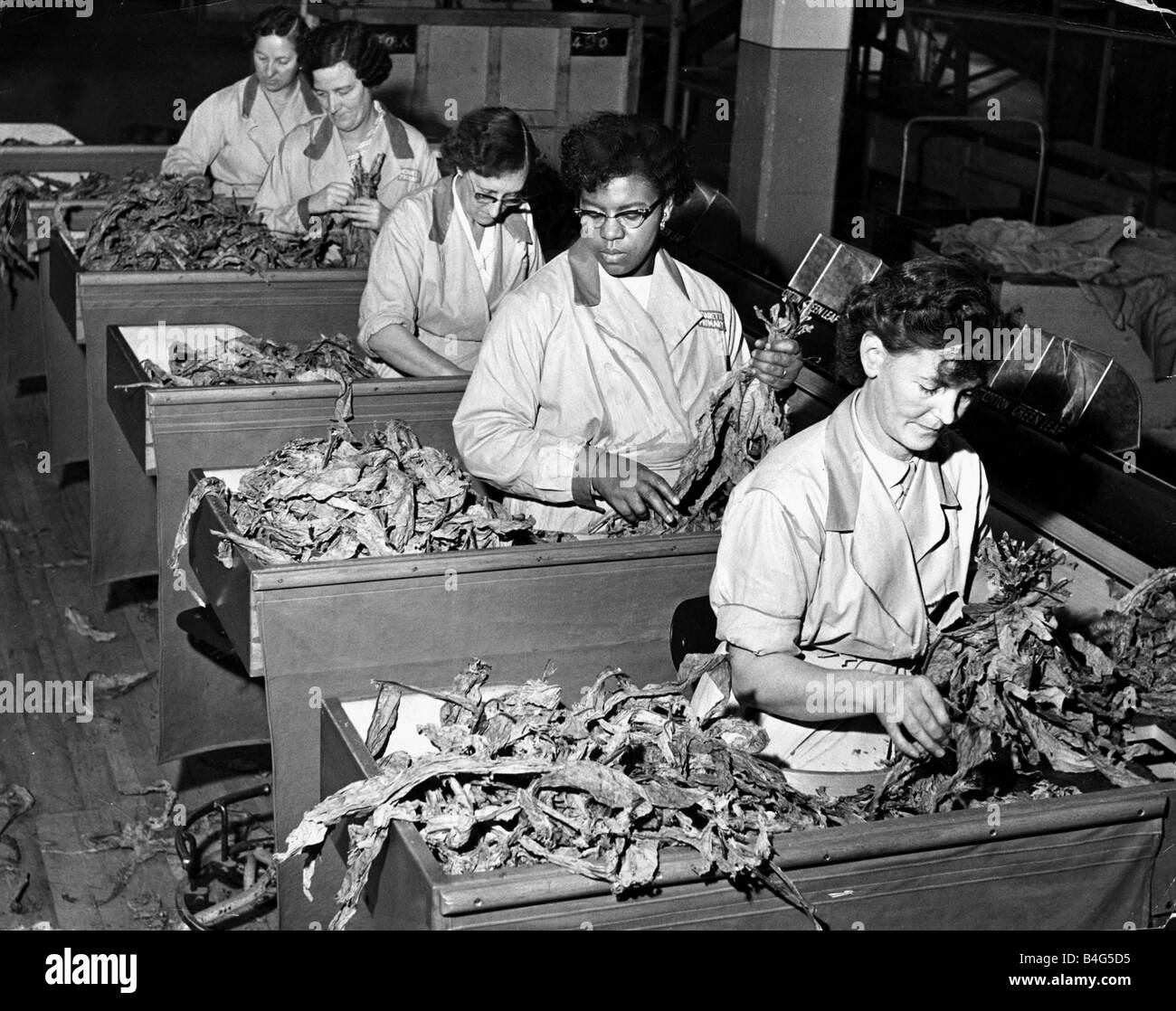 Women working in a tobacco factory sorting tobacco leaves November 1958