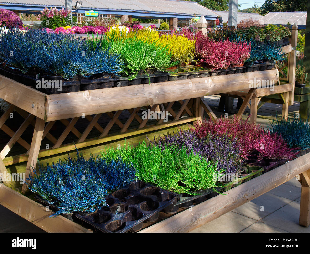 Painted heather plants hires stock photography and images Alamy