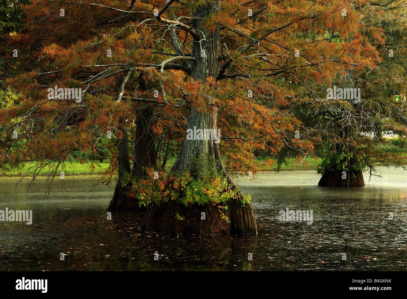 Cypress Tree near Caddo Lake (Shreveport Louisiana) Stock Photo