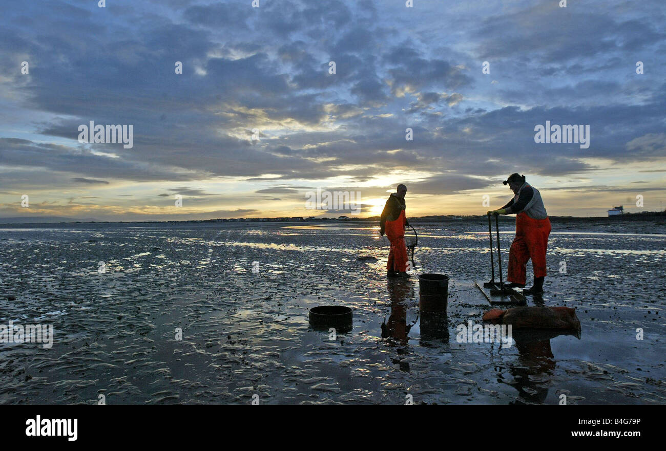 Cockle fishers return to the deadly Morecambe bay cockle beds Over 300 cocklers took to the sands at Fleetwood after the ban was lifted over a year after the tragic deaths of a band of Chinese cocklers who drown after being caught out by the tide Stock Photo