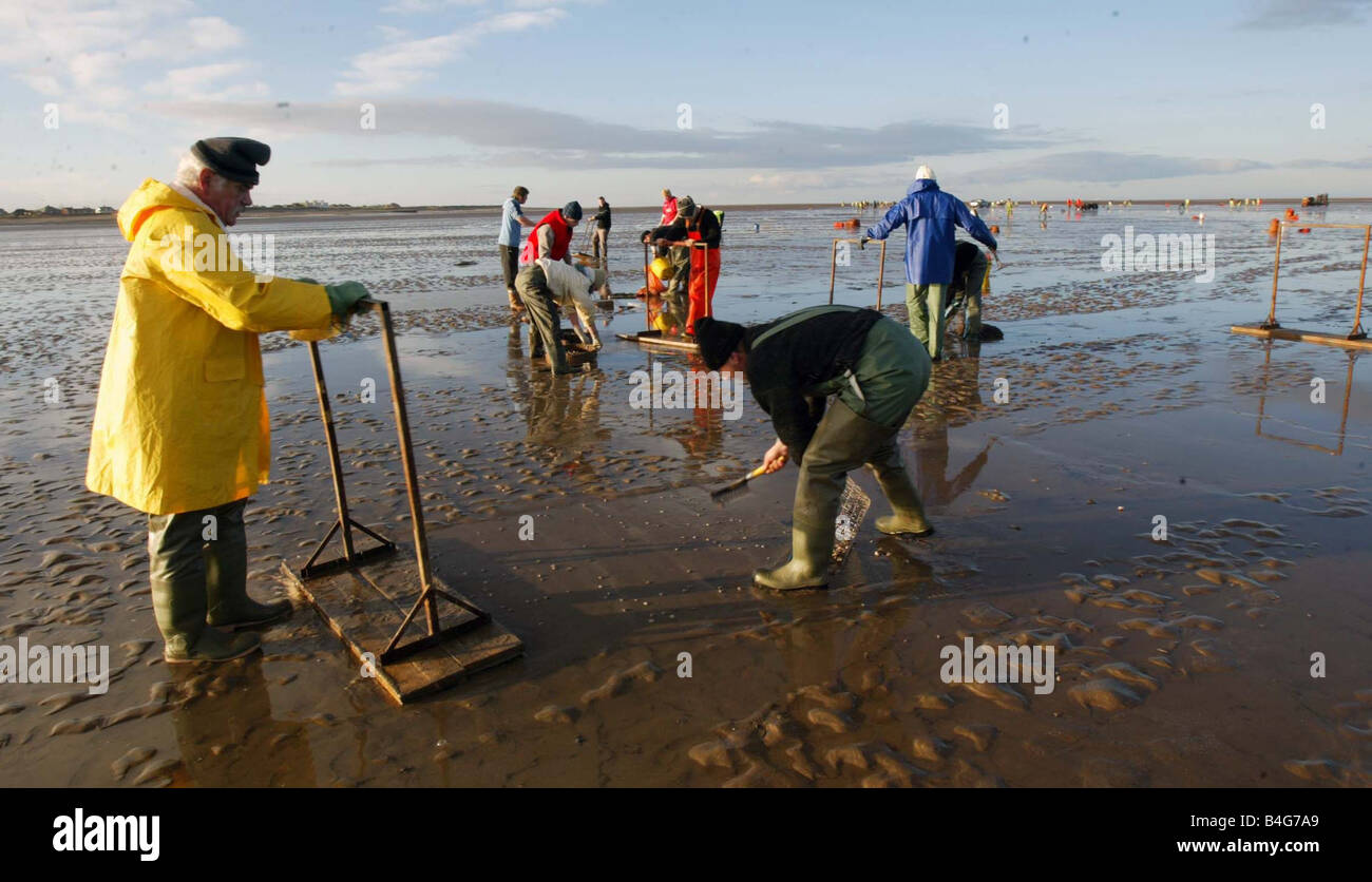 Cockle fishers return to the deadly Morecambe bay cockle beds Over 300 cocklers took to the sands at Fleetwood after the ban was lifted over a year after the tragic deaths of a band of Chinese cocklers who drown after being caught out by the tide Stock Photo