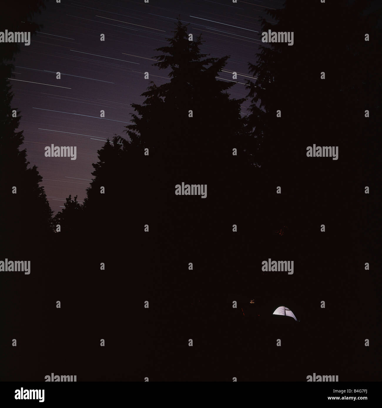 Silhouettes of trees against a starry night sky Stock Photo - Alamy