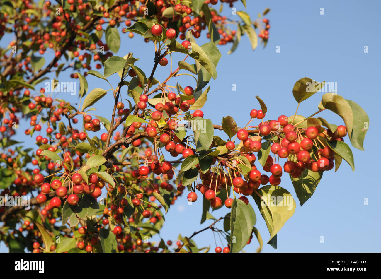 Red Crab apples on tree. Powell, Ohio Stock Photo Alamy