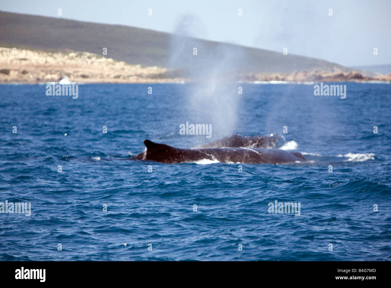 Whale blow hole hi-res stock photography and images - Alamy