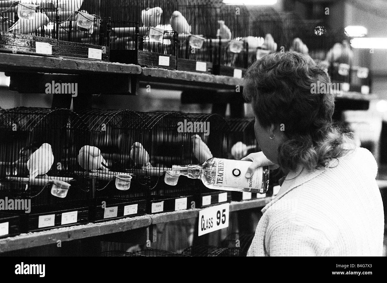National Exhibition of Cage and Aviary Birds 1974 Steward Gillian Thomson tops up water for the Canaries from a whisky bottle Stock Photo