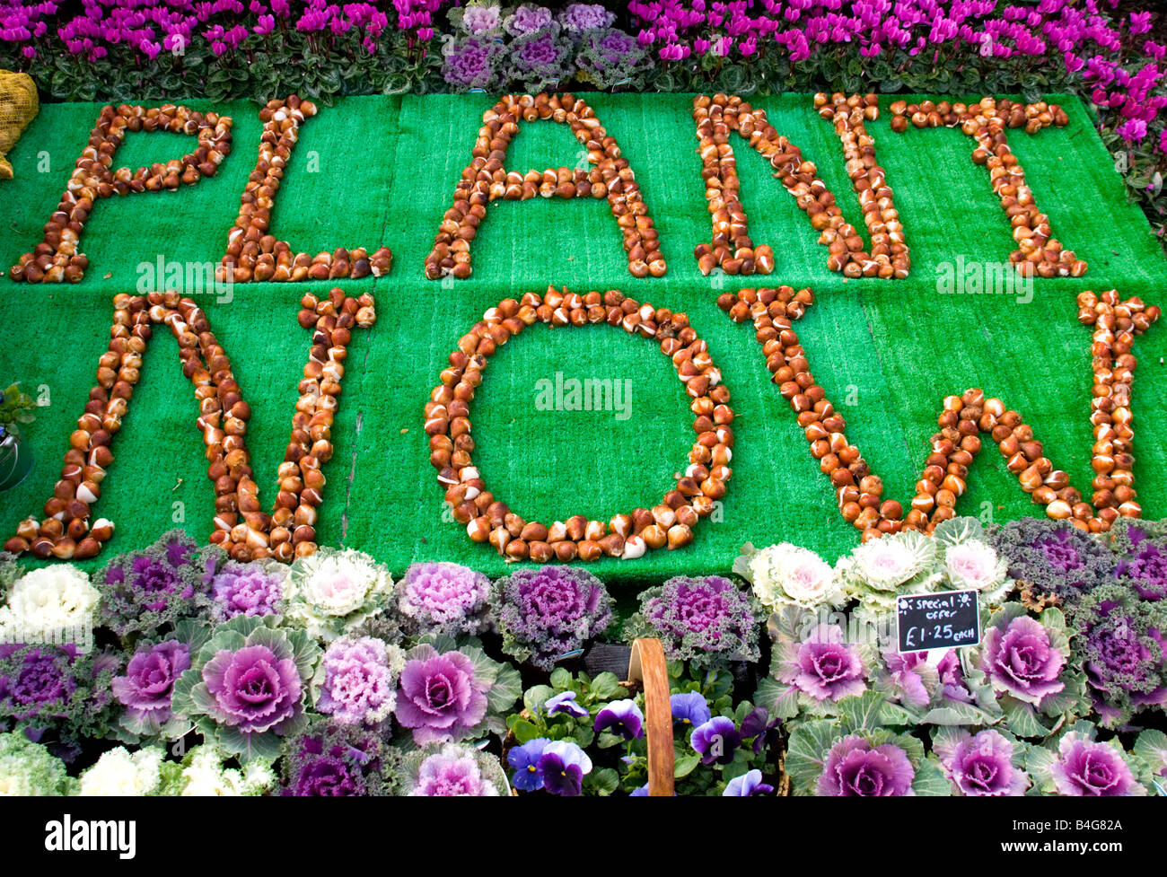 A traders display of bulbs flowers and ornamental cabbages at the Malvern Autumn Garden Show Stock Photo