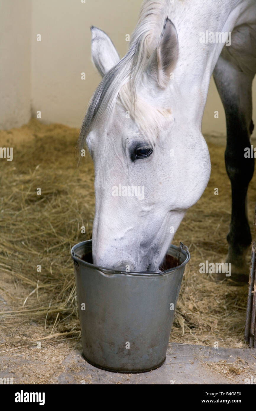A horse feeding from a bucket Stock Photo Alamy