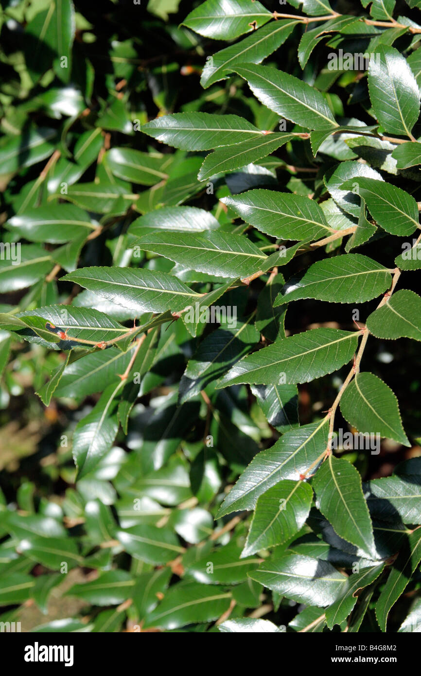 NOTHOFAGUS MOOREI Stock Photo