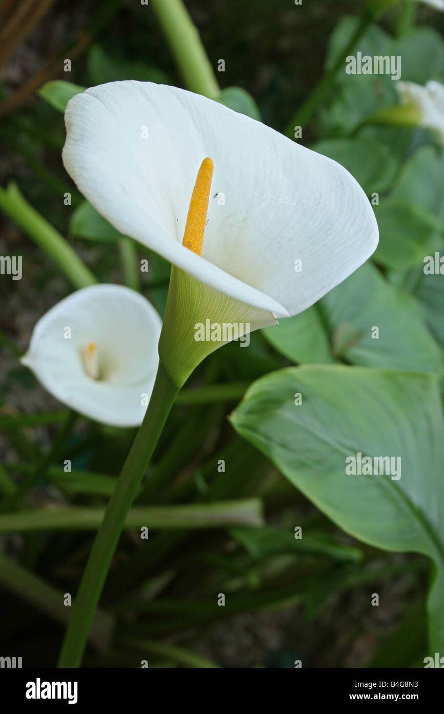 White flowers and yellow pistil of an arum lily Zantedeschia aethiopica  52279 Flower Vertical Stock Photo - Alamy