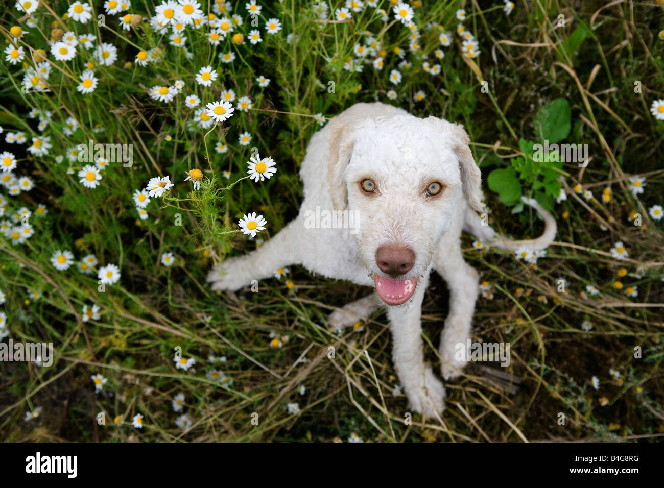 Spanish Waterdog, Portrait Stock Photo