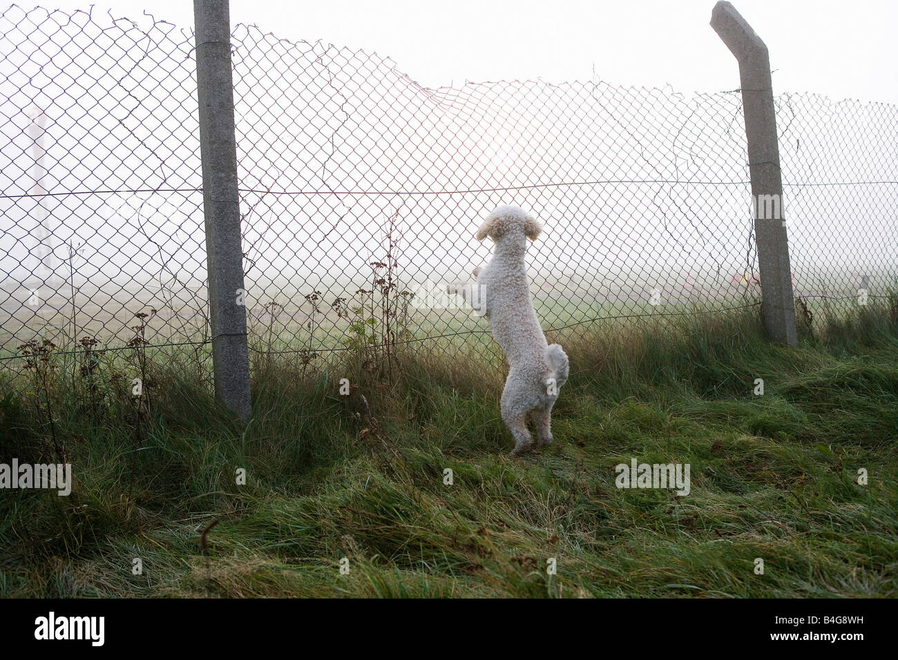 A Spanish Water Dog rearing up and leaning on a fence Stock Photo