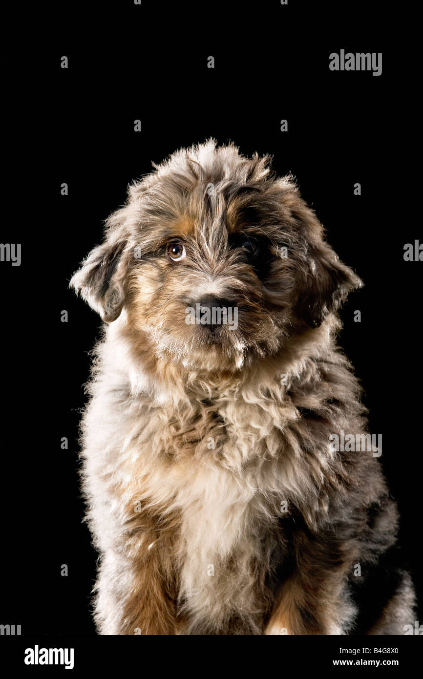 MixedBreed Dog, portrait Stock Photo Alamy
