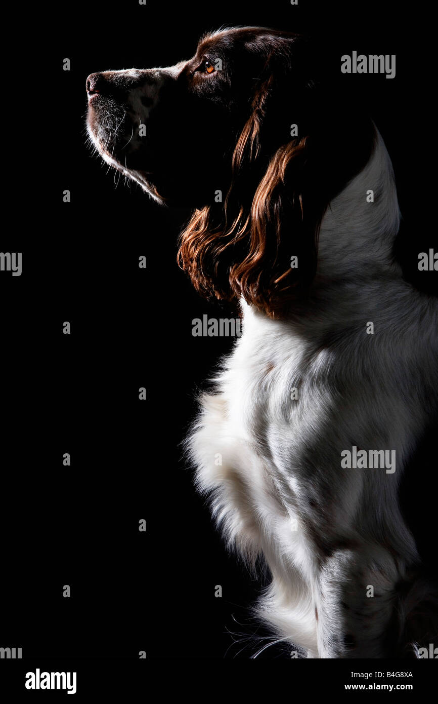 Springer Spaniel, portrait Stock Photo - Alamy
