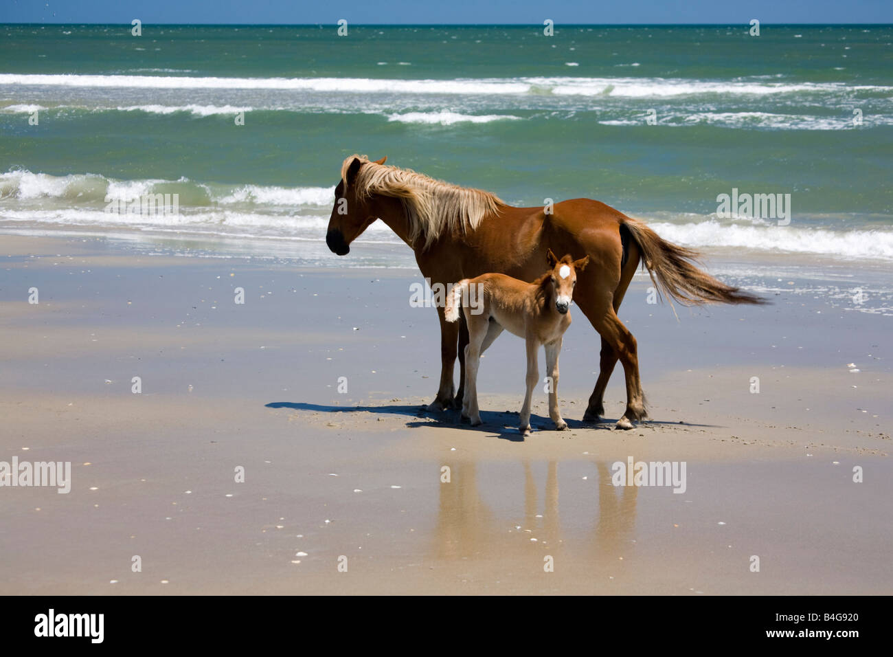 A wild Banker Pony mare and her foal, Outer Banks, North Carolina Stock Photo