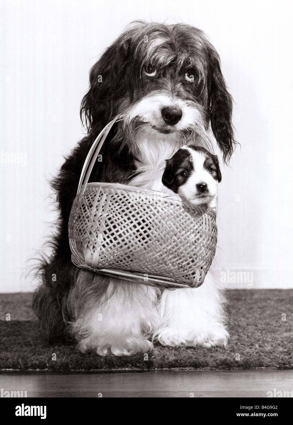 Television star Pippin the dog carries one of her new born pups in a