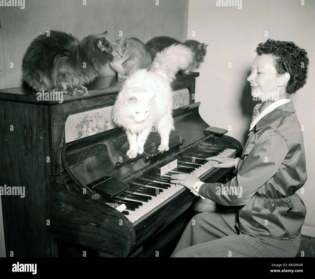 Cats playing instruments hi-res stock photography and images - Alamy
