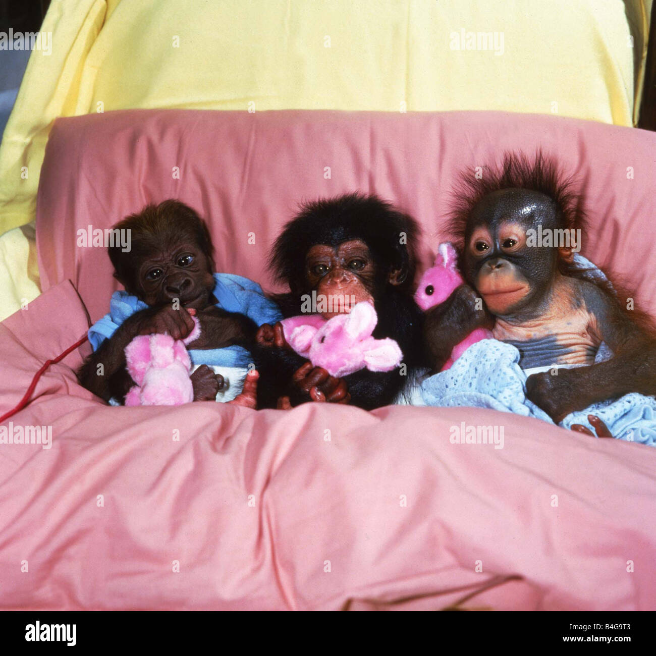 Abandoned baby apes in bed together with pink cuddly rabbit stuffed toys Asante the gorilla becky the chimp and Lee the orang utan Twycross Zoo Leeds June 1985 Mirrorpix Stock Photo
