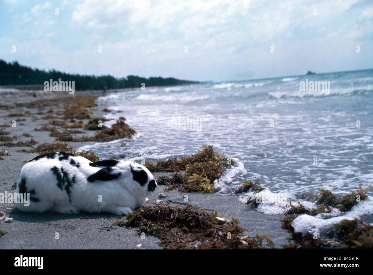 Hazel surfing rabbit bunny rabbits hi-res stock photography and images ...