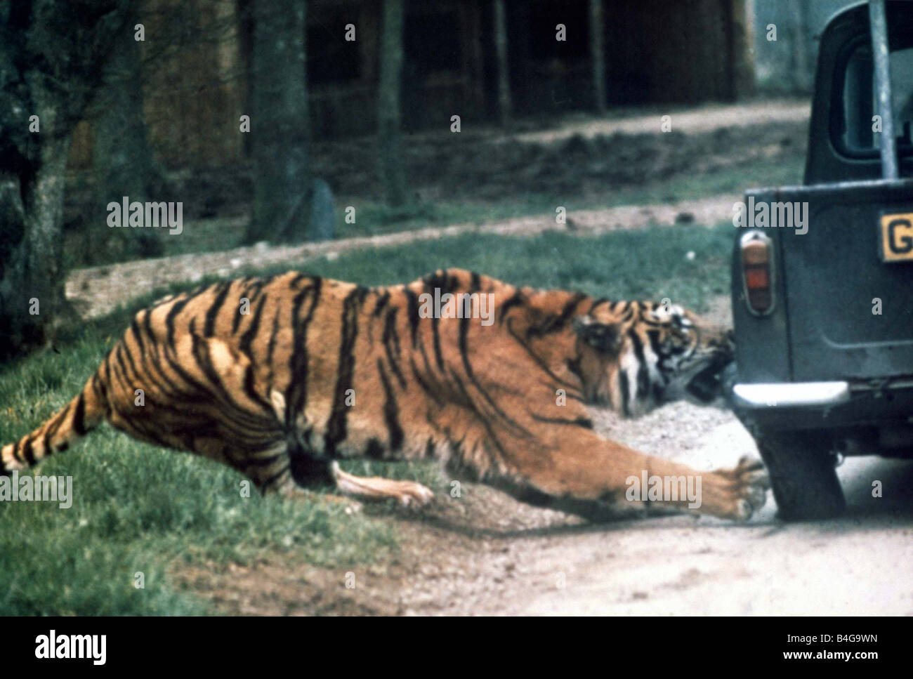 Tiger ripping a truck tyre off at Longleat Safari Park Wiltshire Help There s a tiger in my tyre June 1977 Mirrorpix Stock Photo