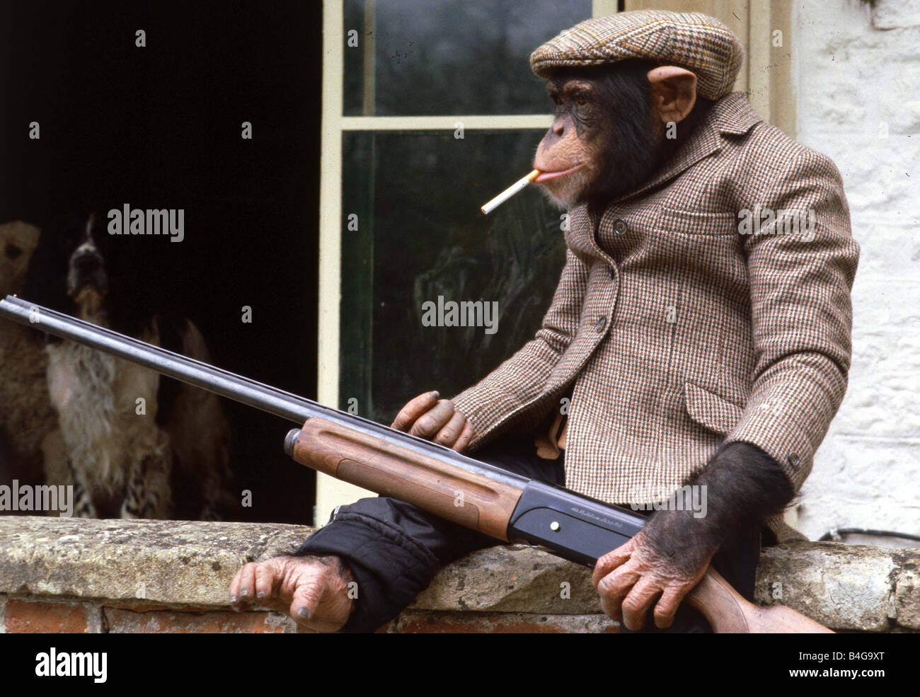 fred-the-chimp-from-longleat-with-a-gun-smoking-september-1981-mirrorpix-B4G9XT.jpg