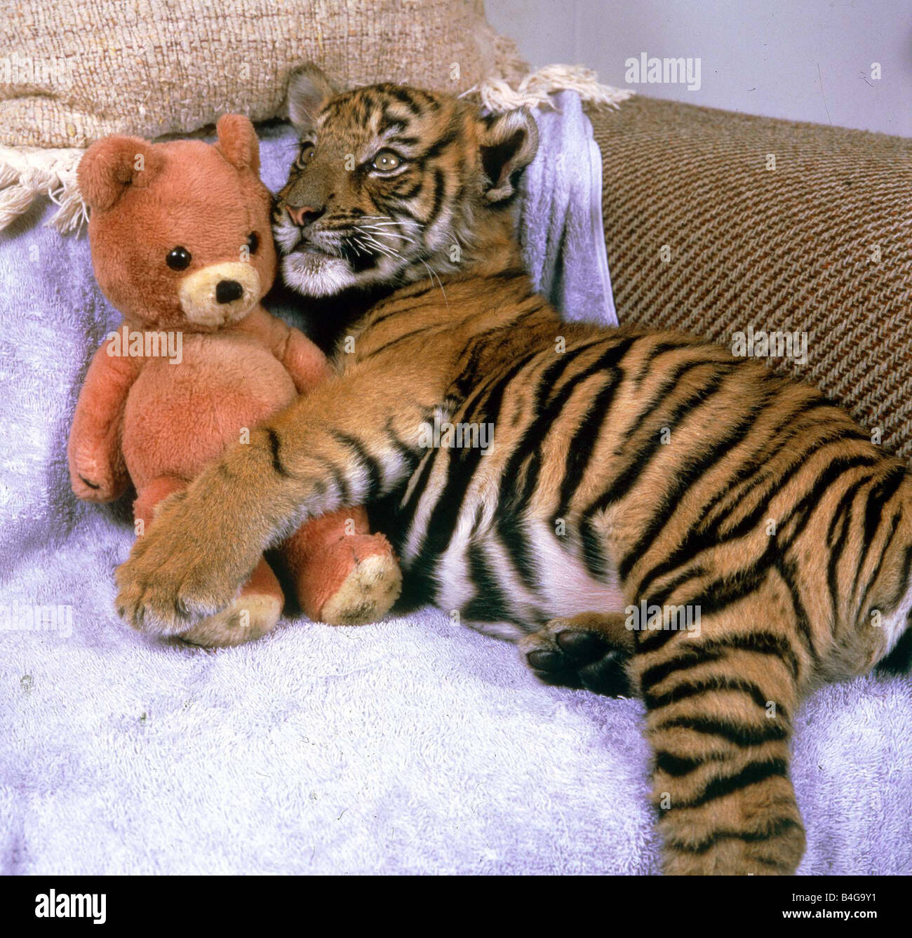 teddy the tiger
