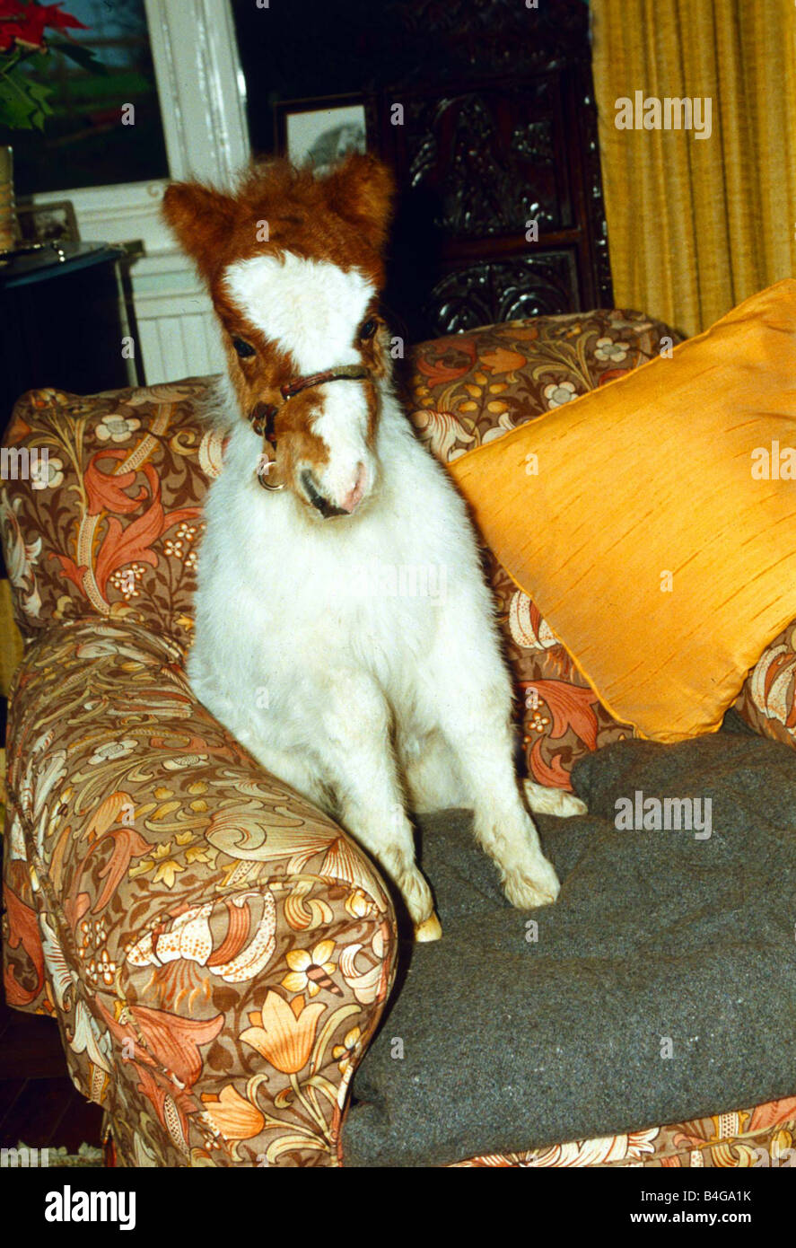 Mini Shetland Pony Foal Called Star Sitting In His Own Lounge