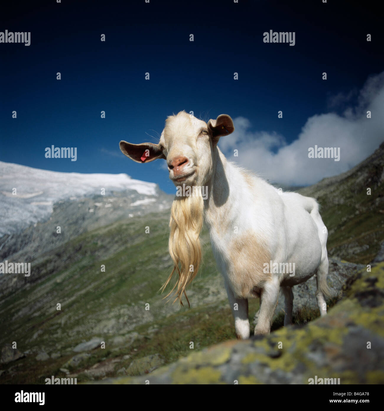 Goat photography hi-res stock photography and images - Alamy